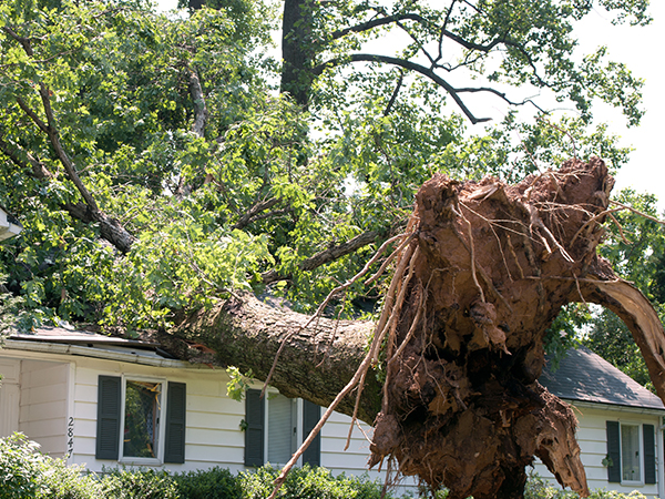 Tree knocked into a house